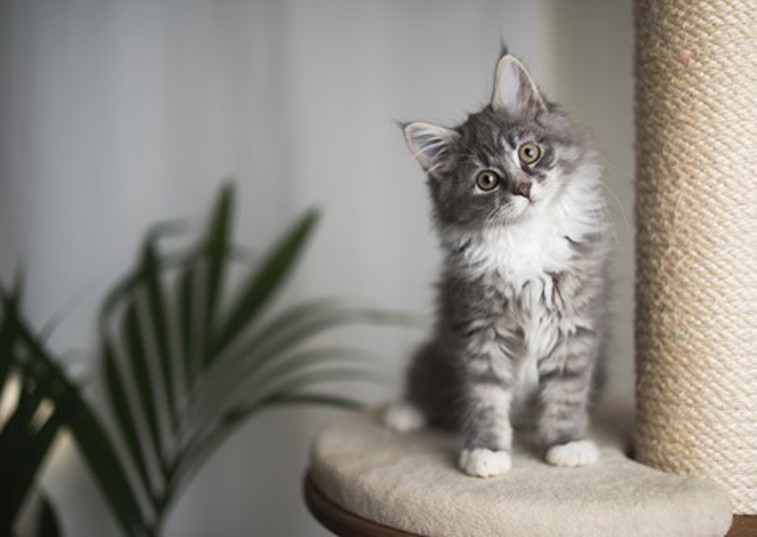 A young cat sitting on a platform of a cat climbing frame