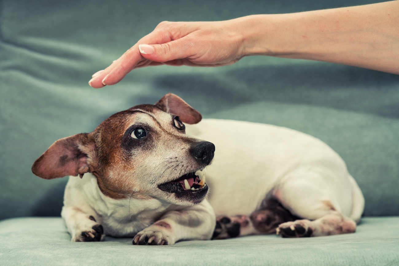 Dog being pet after healing of a wound