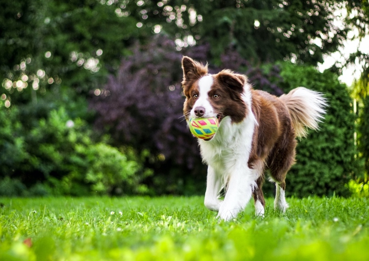 Dog Running With Ball in Mouth