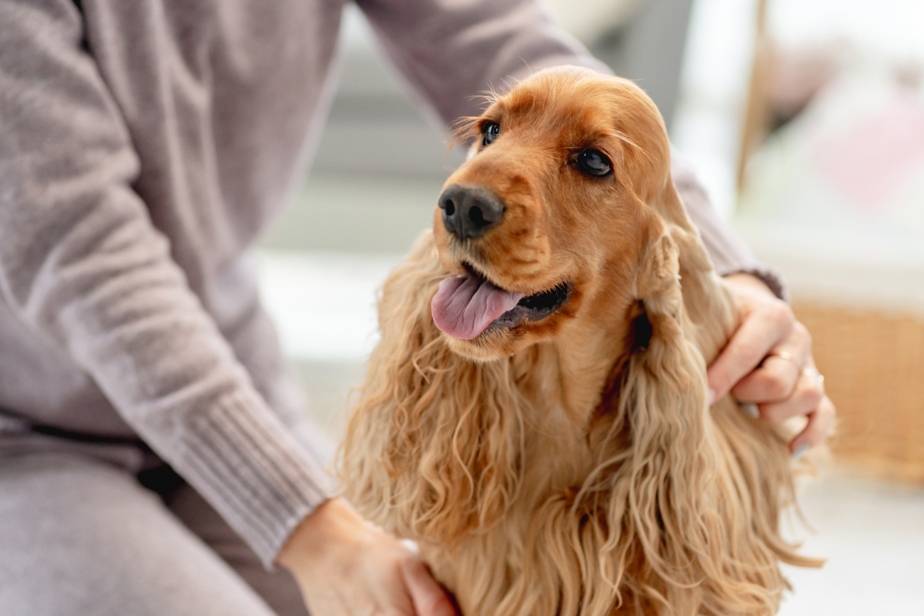 cocker spaniel sticking their tongue out