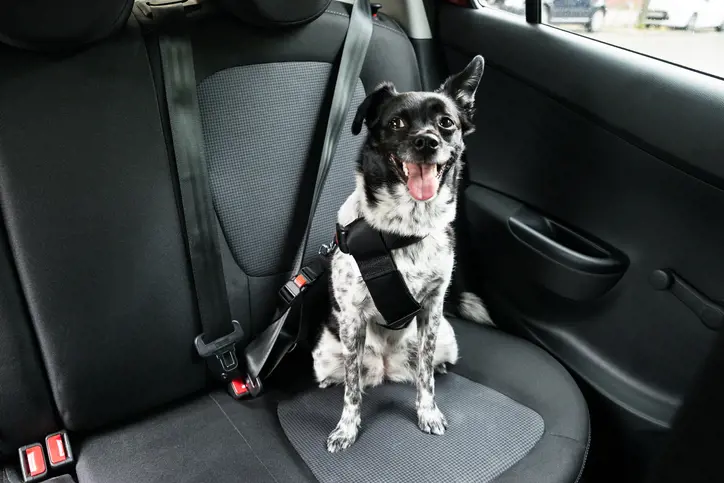 Dog wearing seatbelt