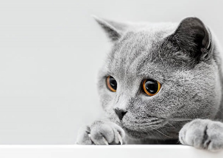 A grey cat peering over a ledge against a grey background