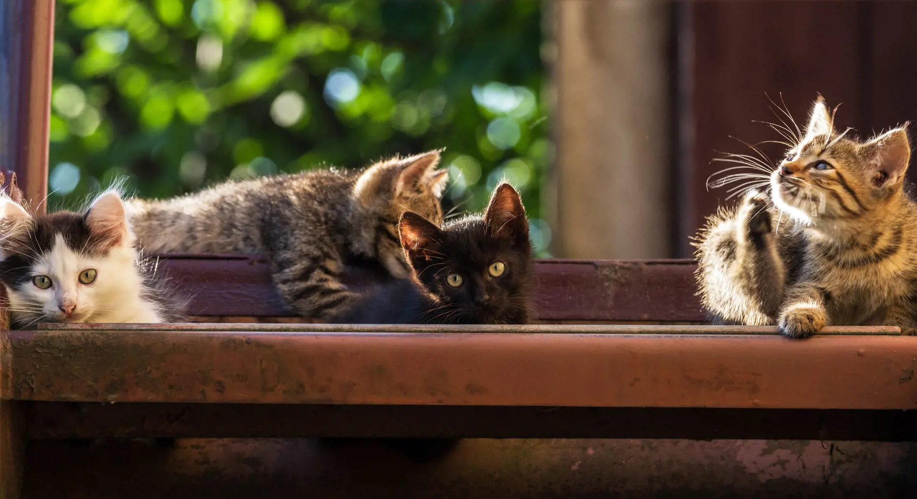 No such thing as 'crazy cat lady', study finds