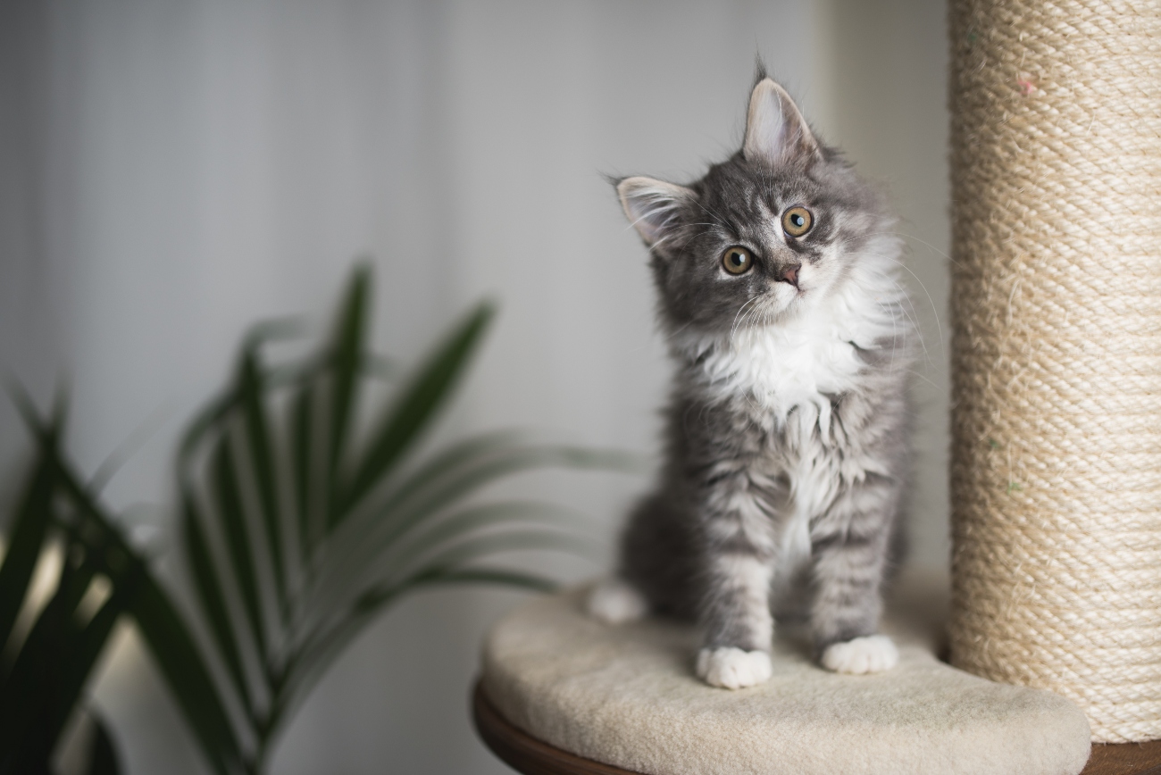 grey kitten standing next to a scratching post