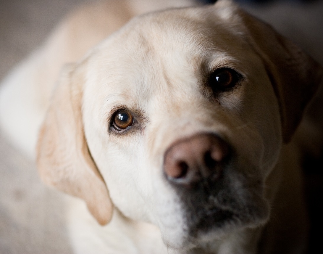 a labrador staring up