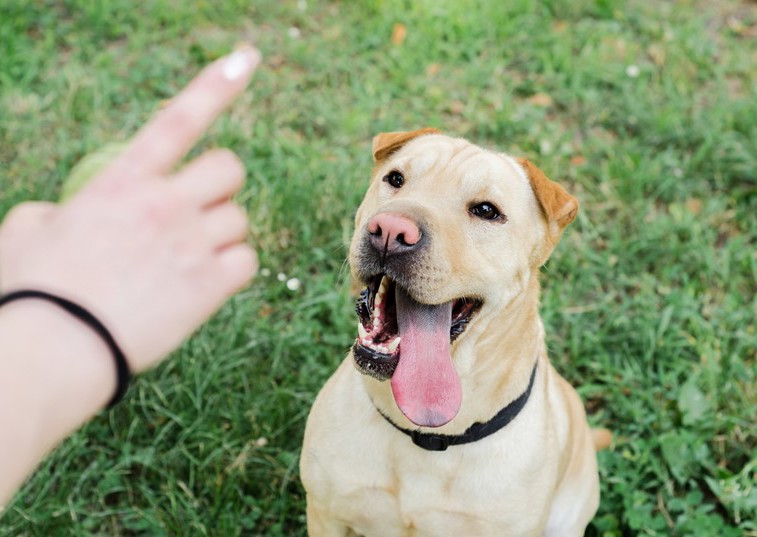 Dog training 101 – the essential guide to teaching your pet new skills