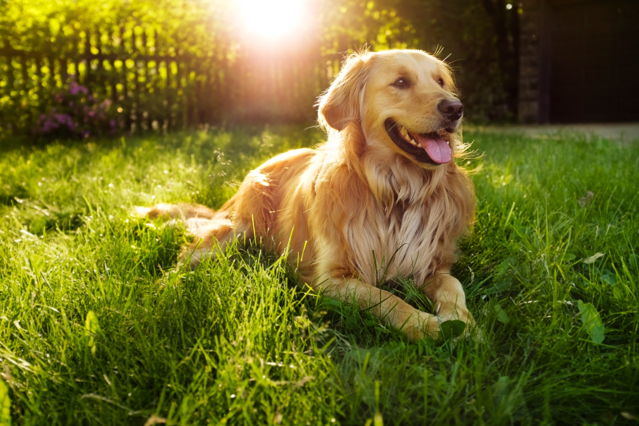 A Golden Retriever laying in a grassy garden as the sun sets behind