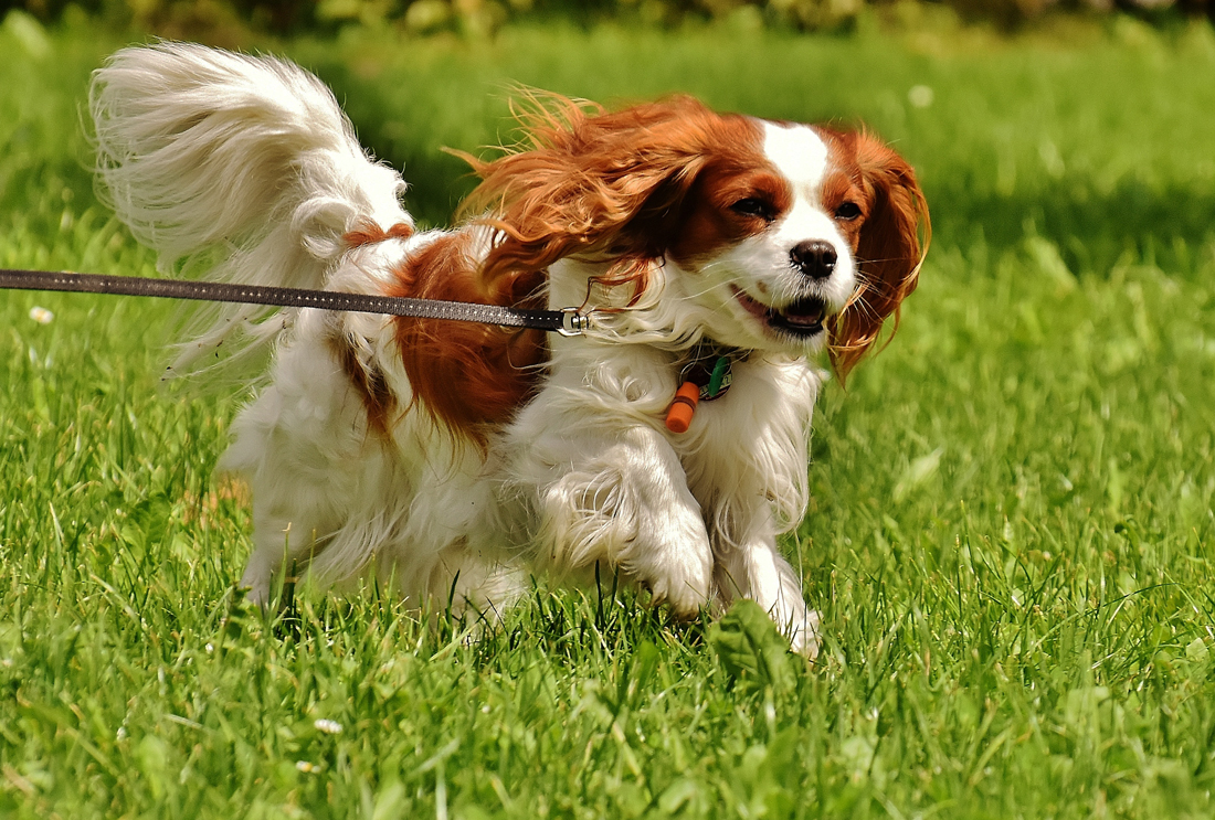 A Cavalier King Charles Spaniel running on a walk