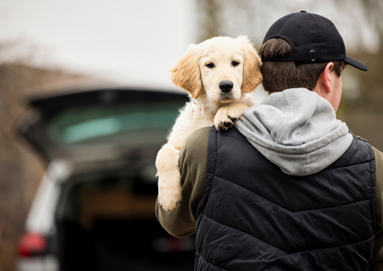 Dog theft