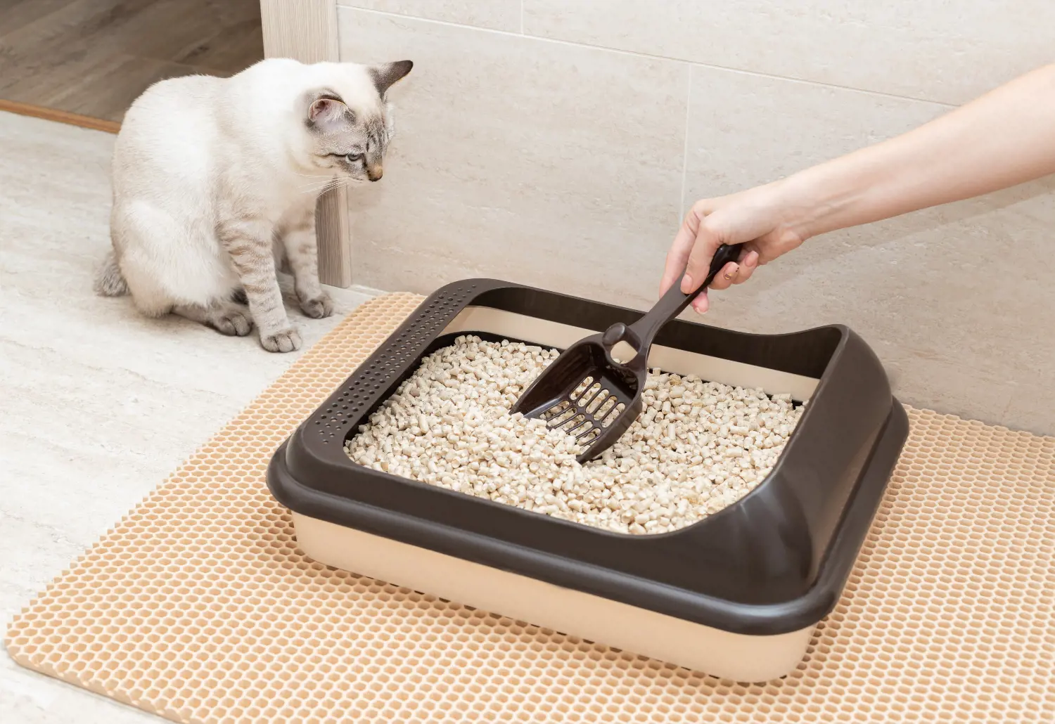 Cat litter tray 