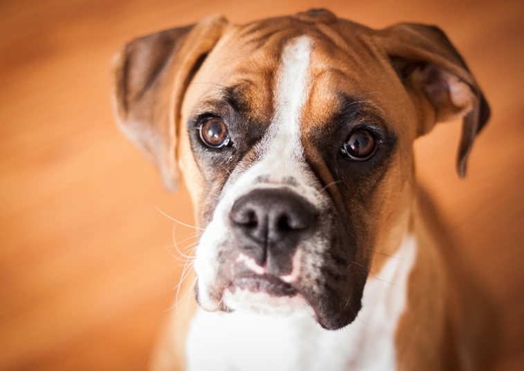 boxer dog peering up