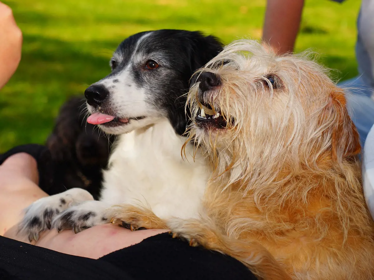 2 dogs looking up into the sky