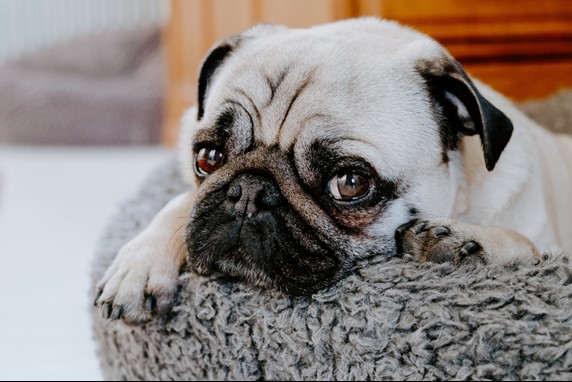 Sad pug