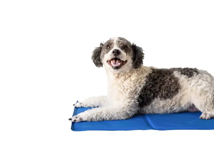 dog laying on a blue mat