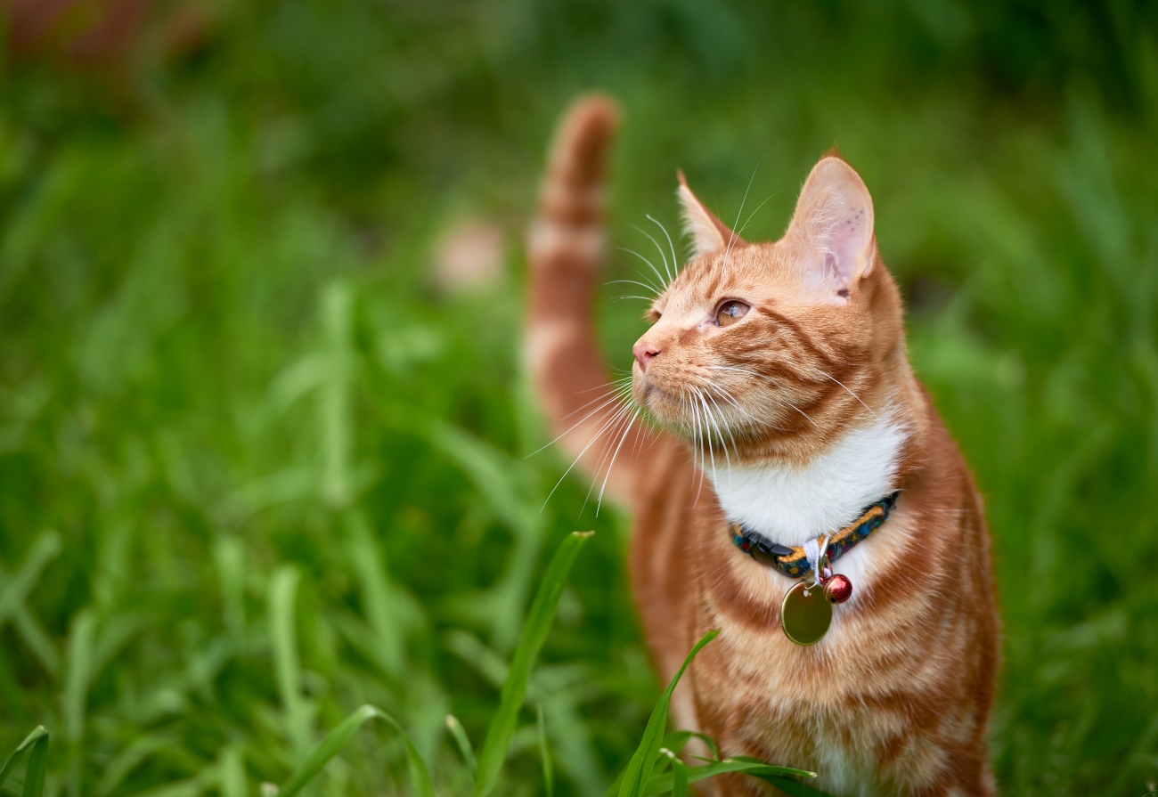 ginger cat in the grass