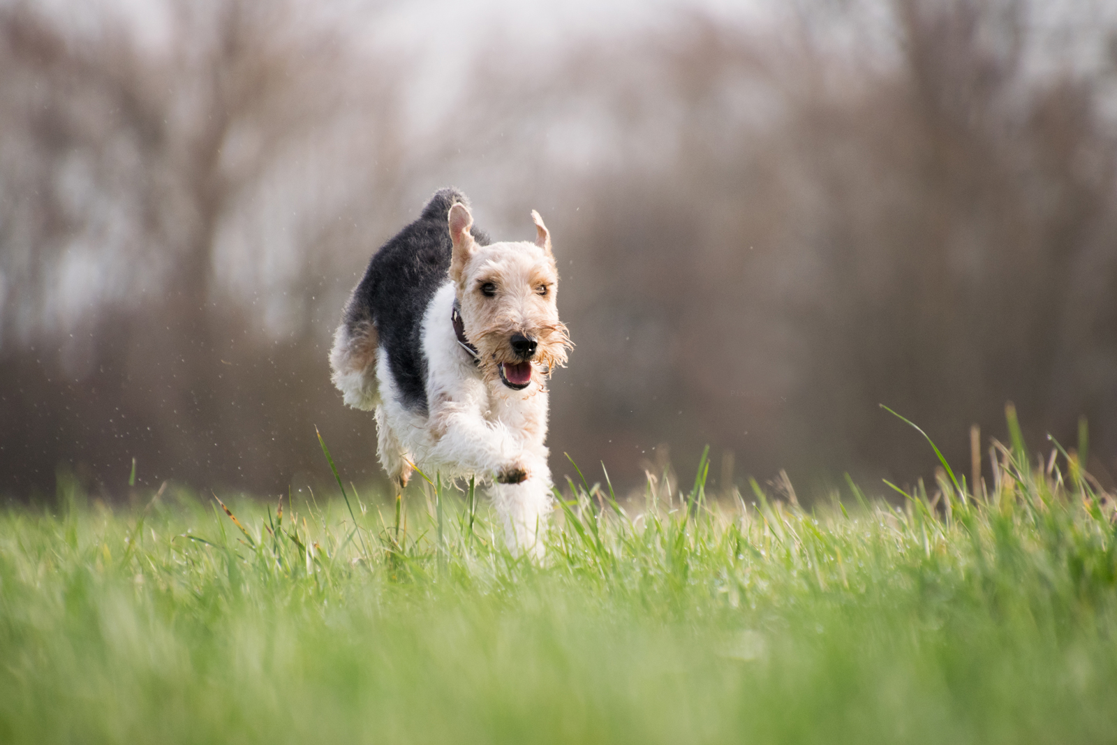 A dog running through a long grassed field