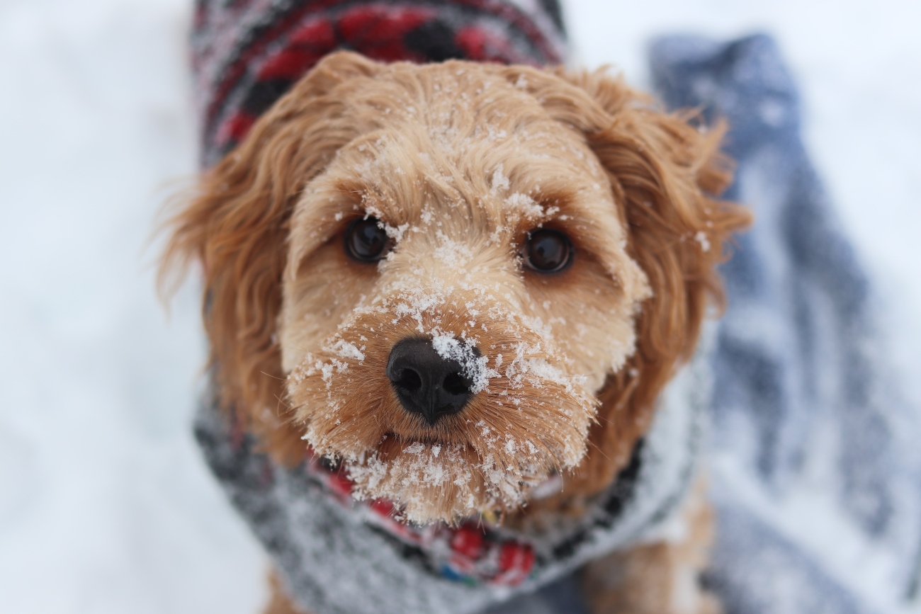 Puppy in snow