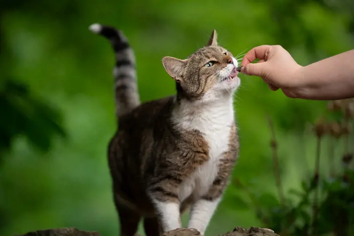 Neighbour feeding cat