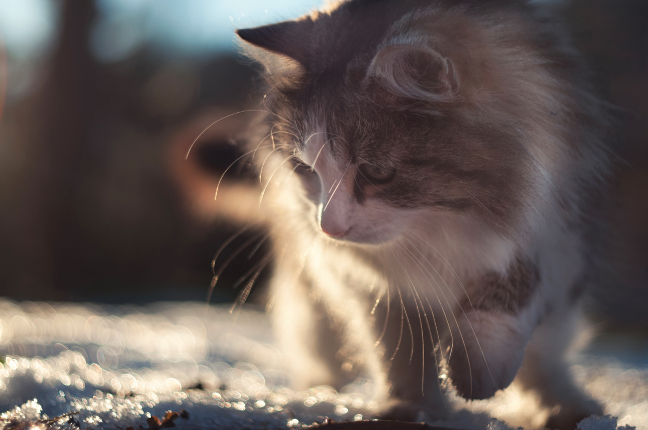 A cat hunting at dusk