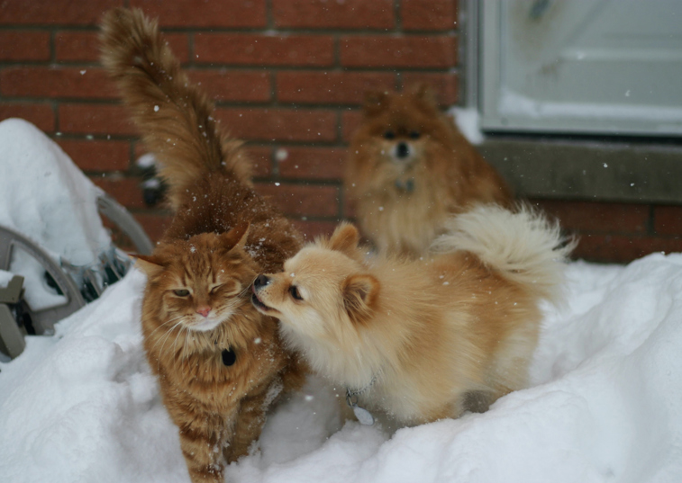 A cat and dog brushing up against each other in a snowy garden 