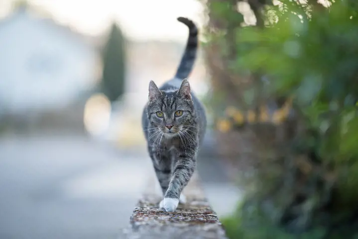 cat walking on the wall