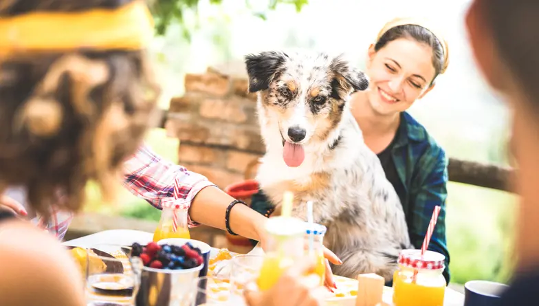 A dog sitting on its owners lap at a bbq