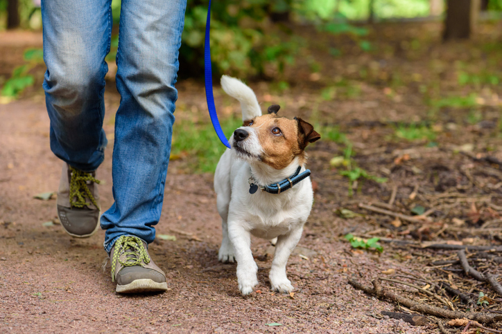 Jack Russel