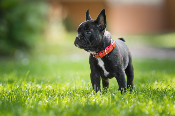 Puppy on grass