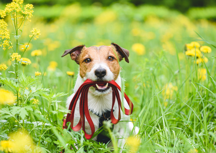 Dog in field