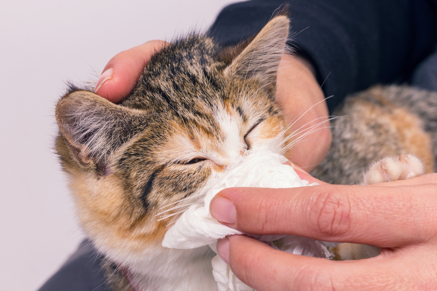 cat blowing their nose