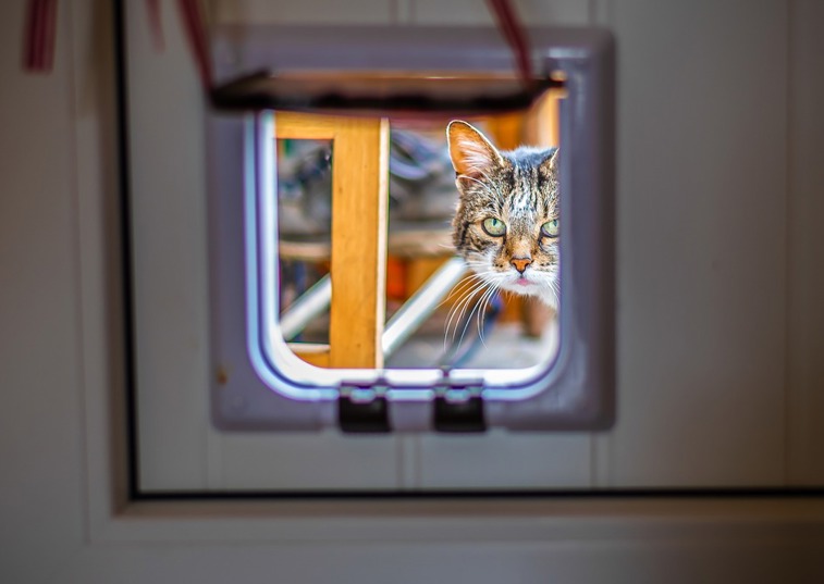 How to train your cat to use a cat flap