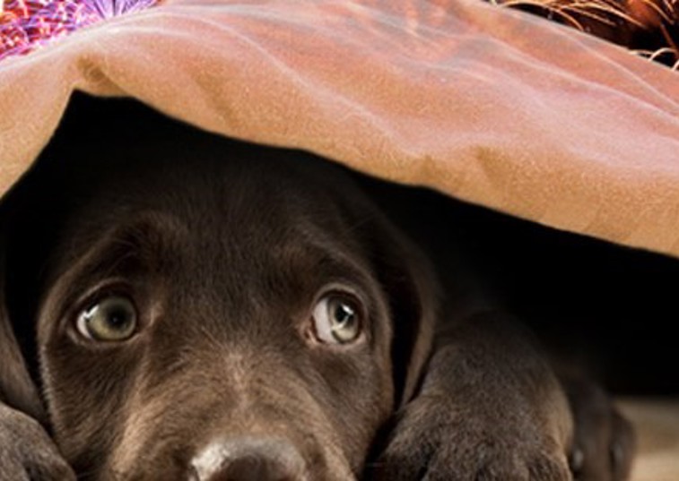 How do you keep your pets safe on Bonfire Night?