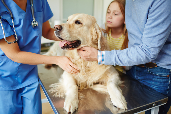 A dog on a vets table nex t to its owners being inspected by the vet