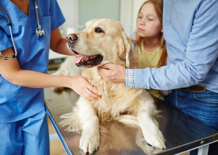 A dog on a vet table being inspected with its owner and family surrounding