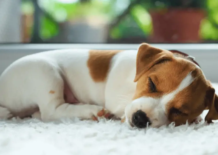 dog napping on a couch