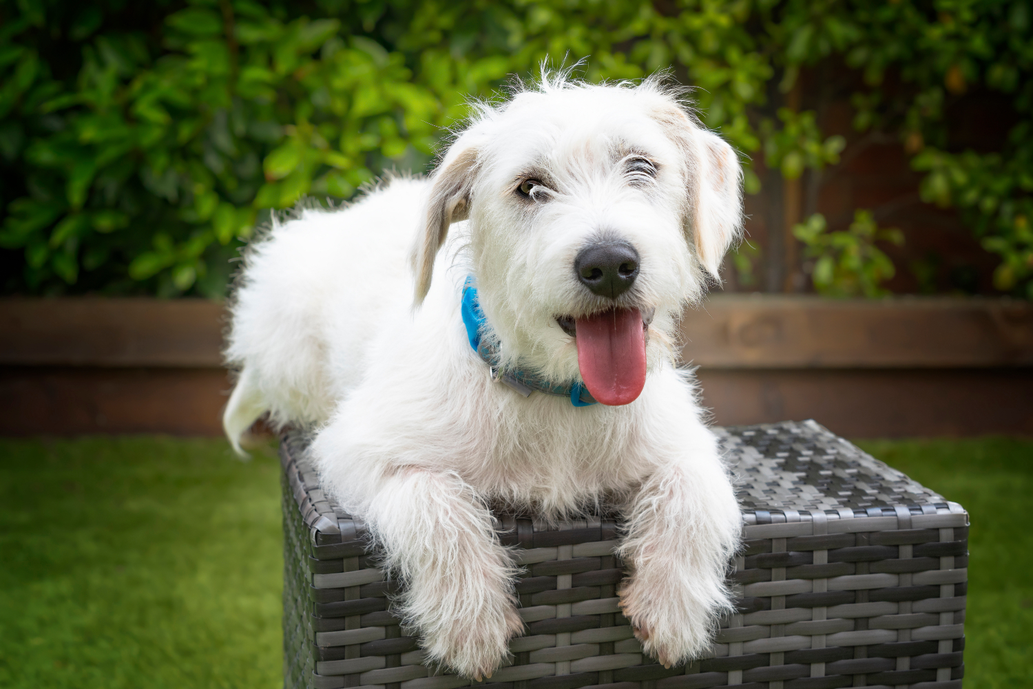 white jackapoo laying on wicker basket