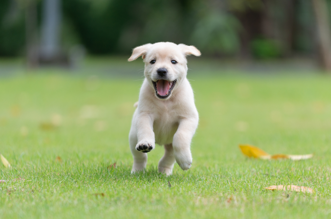 puppy running on grass