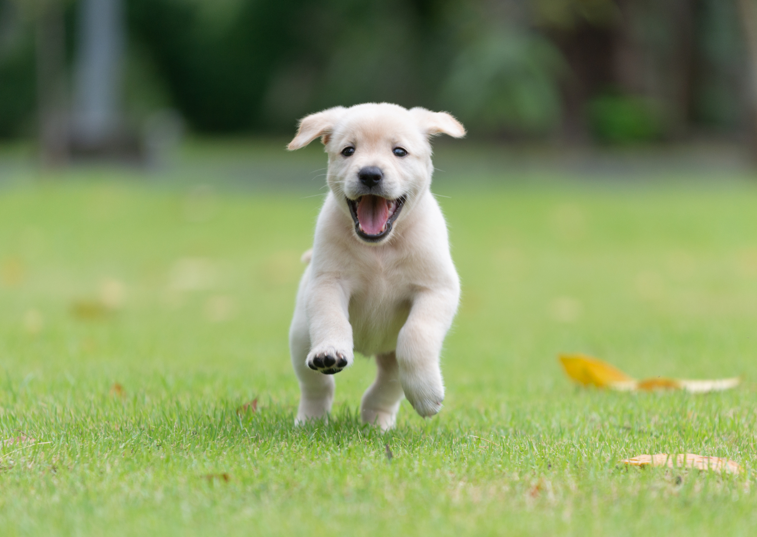 puppy running on grass