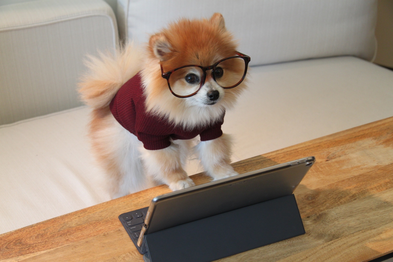 Puppy on tablet