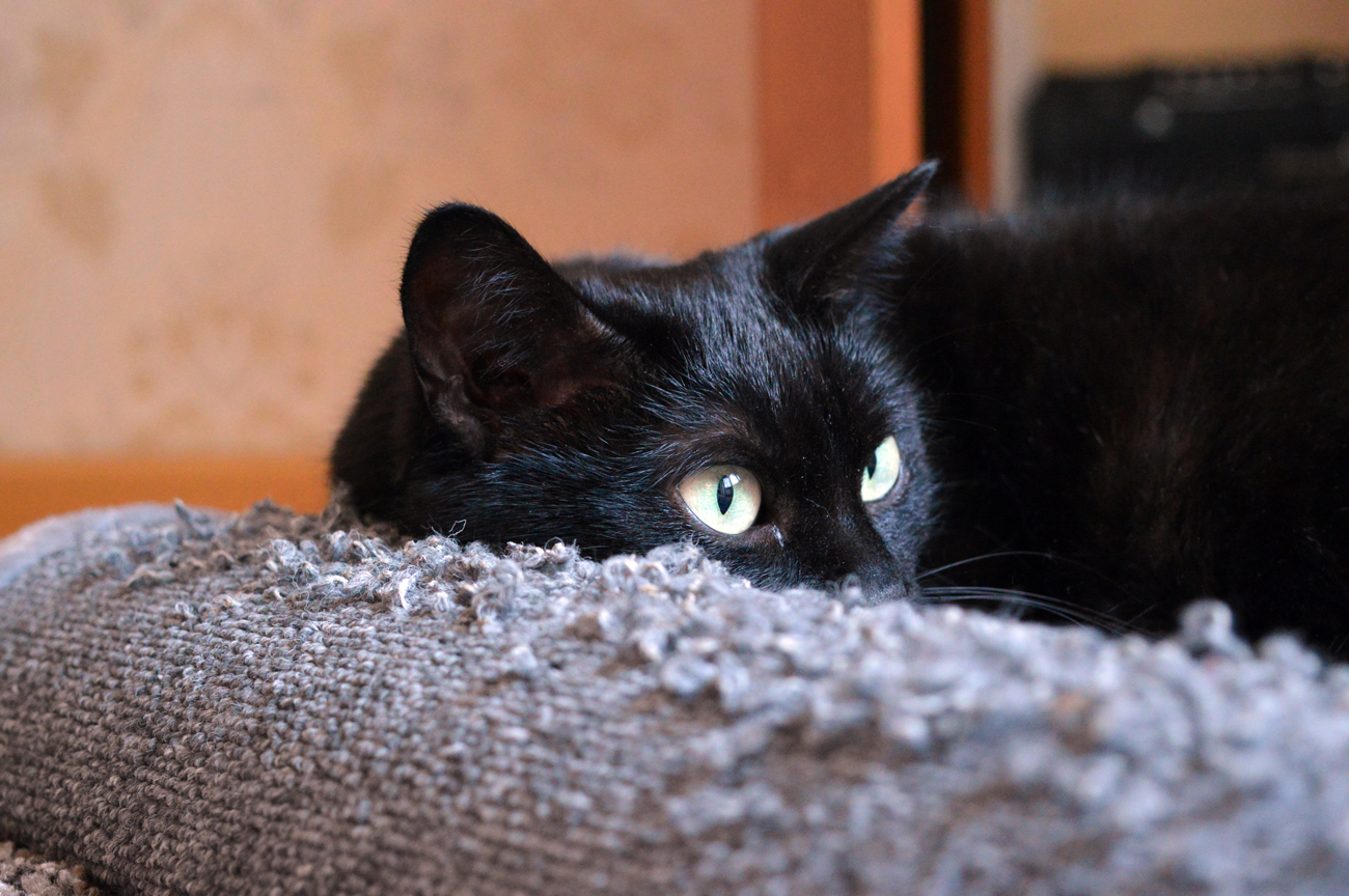 A black cat laying down on a scratched bed