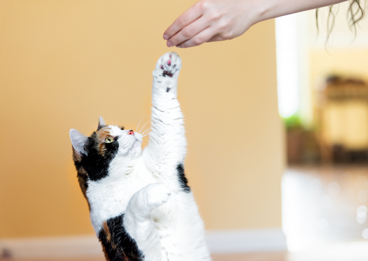 cat paw touching hand