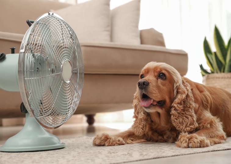 dog sitting in front of a fan on the floor