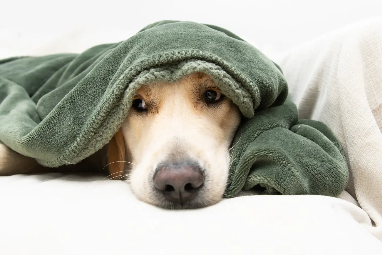 dog head is covered by a green blanket