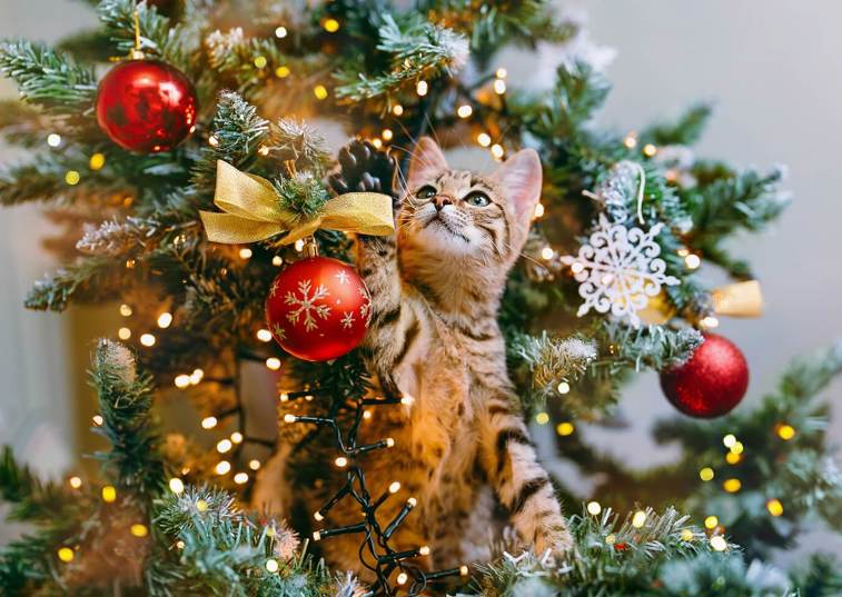 Pet-proof your Christmas