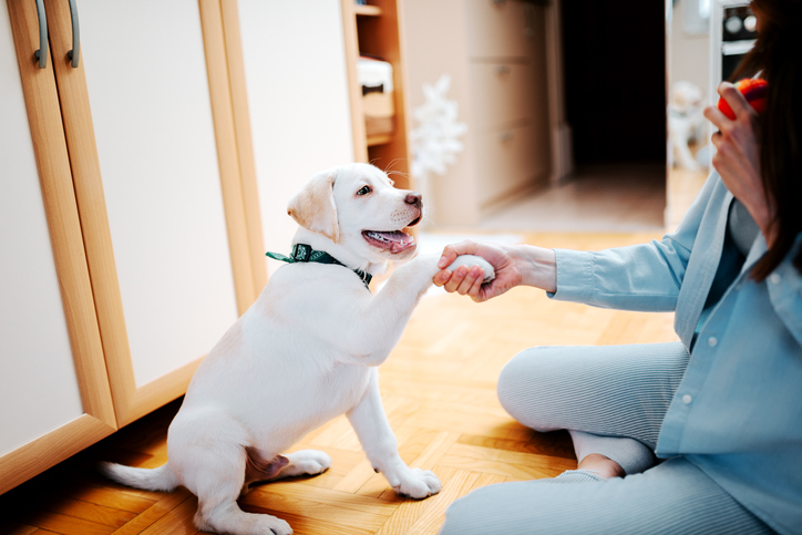 An owner training a puppy by making it give its paw