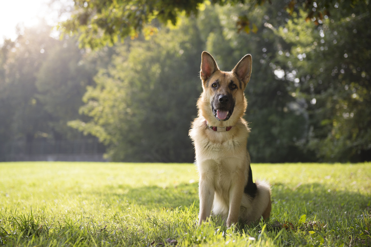 German Shepherd