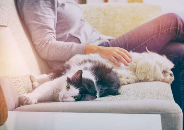 A cat and dog laying next to their owner on a sofa