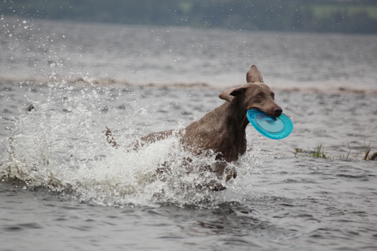 A dog running through a shallow part of a lake with a Frisbee in its mouth