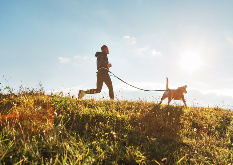 Dog running