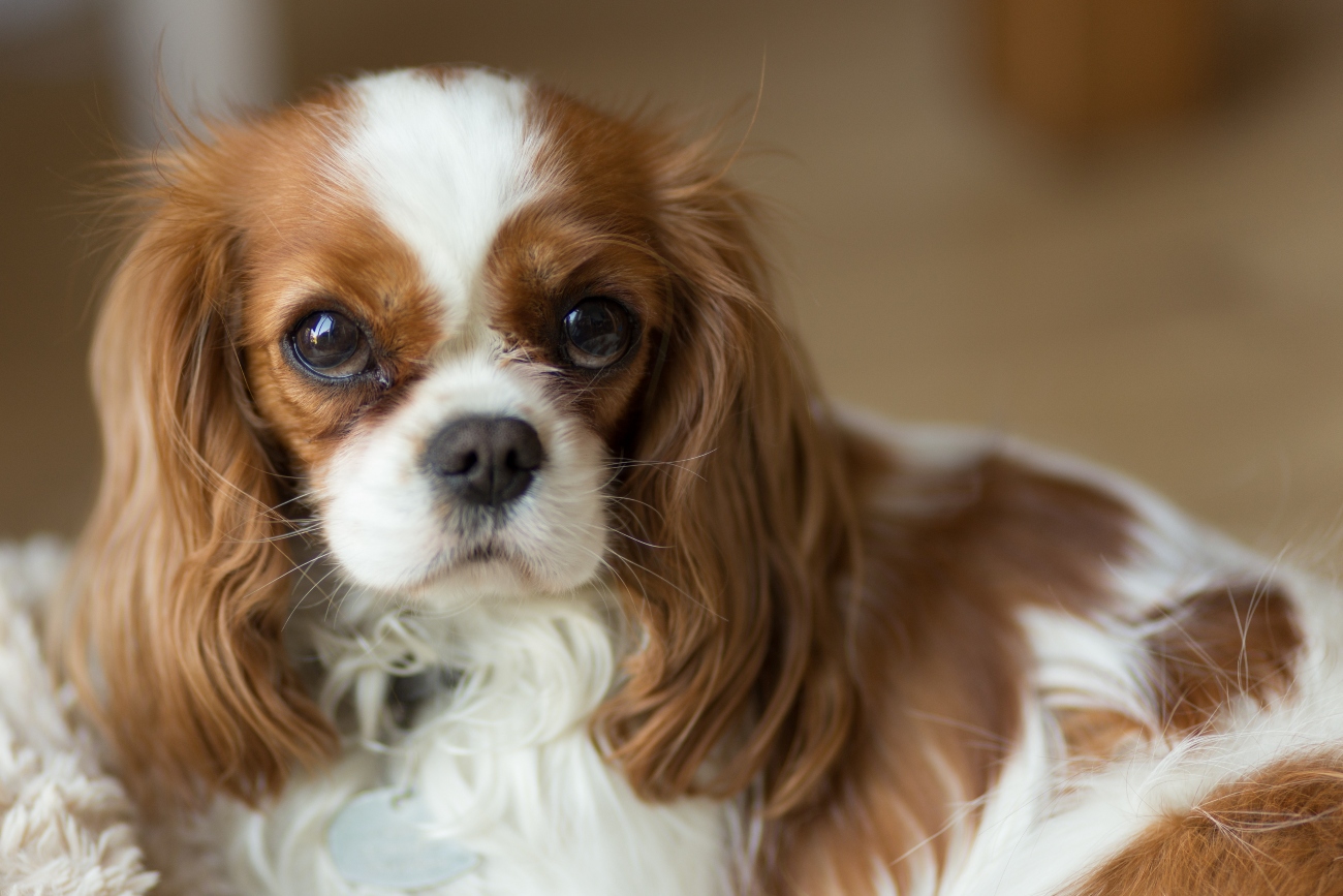 dog with big eyes